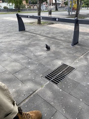 Columba livia domestica