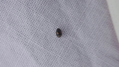 Nephus quadrimaculatus