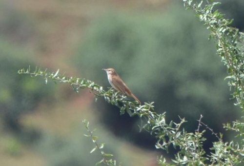 Rufous-tailed Scrub Robin (Cercotrichas galactotes), photo 10