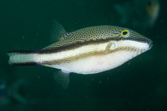 Canthigaster callisterna