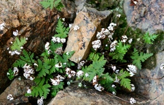 Aleuritopteris argentea