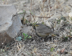 Phylloscopus griseolus