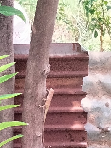 Thai Garden Lizard