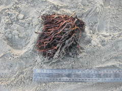 Gracilaria chilensis