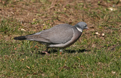Columba palumbus