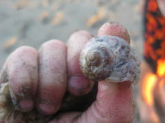 Amphibola crenata
