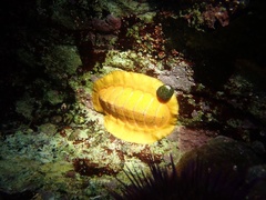 Callochiton dentatus