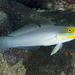Bluestreak Goby - Photo (c) dentrock, some rights reserved (CC BY-NC), uploaded by dentrock