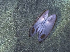 Barbatia barbata