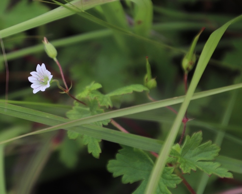 Geranium image