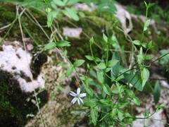 Stellaria crassifolia