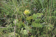 Pavonia columella image
