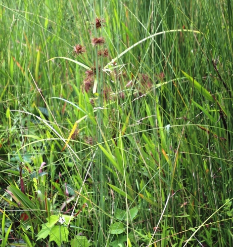 Mariscus congestus image