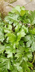Acanthus hungaricus