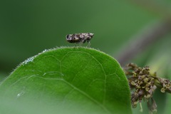 Deltocephalini