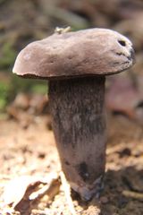 Porphyrellus
