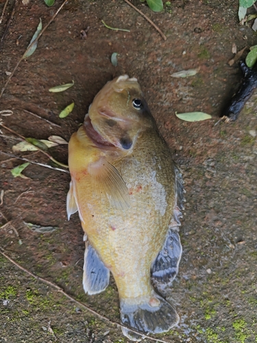Green Sunfish