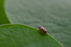 Deltocephalini