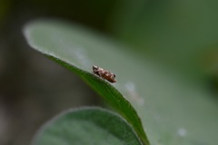 Deltocephalini