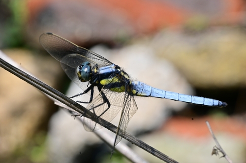 Internum Orthetrum internum | Native Nature