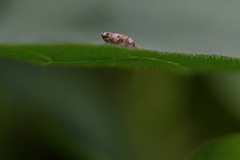 Deltocephalini