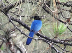 Cyanocorax melanocyaneus