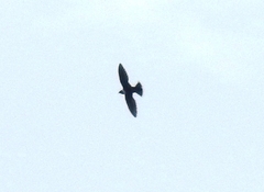 White-Collared Swift photo 6