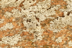Physcia phaea