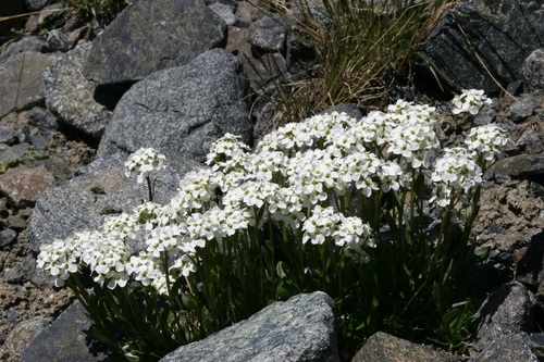 large-flowered whitlow-grass (Pachyneurum grandiflorum)