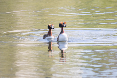 Podiceps auritus