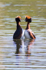 Podiceps auritus