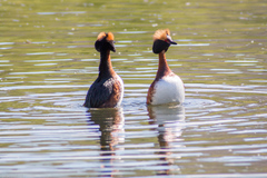 Podiceps auritus