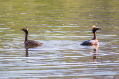 Podiceps auritus