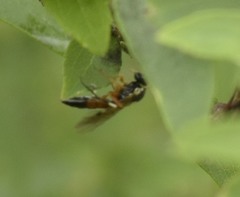 Diplazon laetatorius