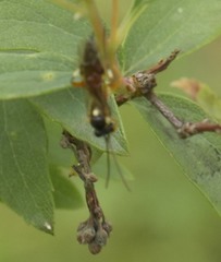 Diplazon laetatorius