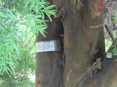 Podocarpus neriifolius