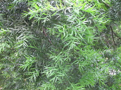 Podocarpus neriifolius
