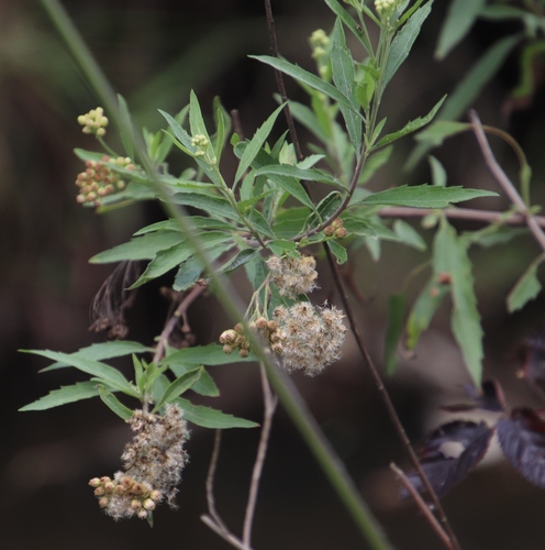 Nidorella ivifolia image