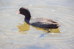 Fulica atra