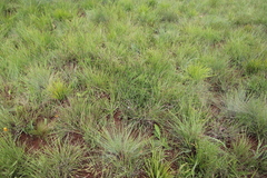 Leucospermum gerrardii image