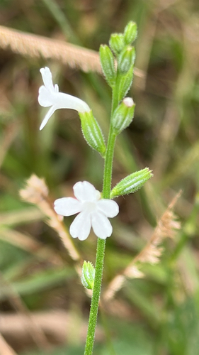 Priva cordifolia observed 2026-04-24