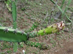 Acanthocereus