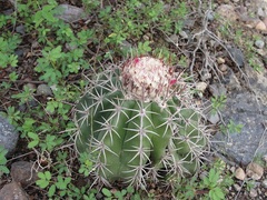 Melocactus curvispinus