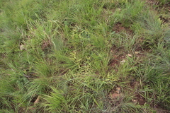 Hermannia montana image