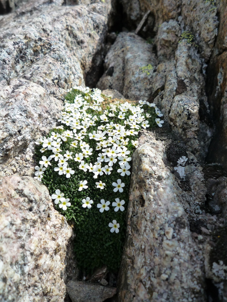 Androsace delphinensis