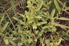 Hermannia montana image