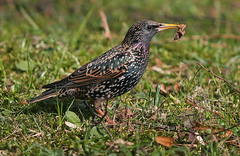 Sturnus vulgaris