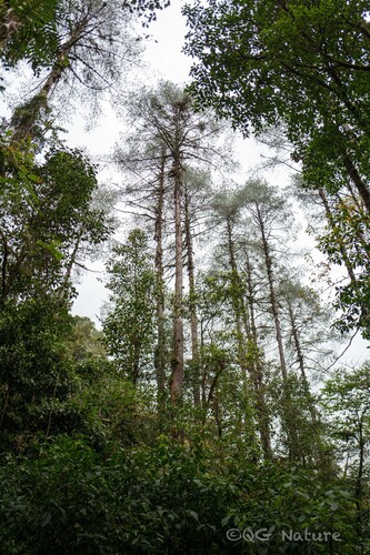 Pinus bhutanica, photograph 5