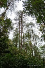 Pinus bhutanica, photograph (c) Wang.QG, some rights reserved (CC BY)