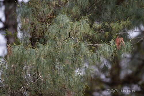 Pinus bhutanica, photograph 4